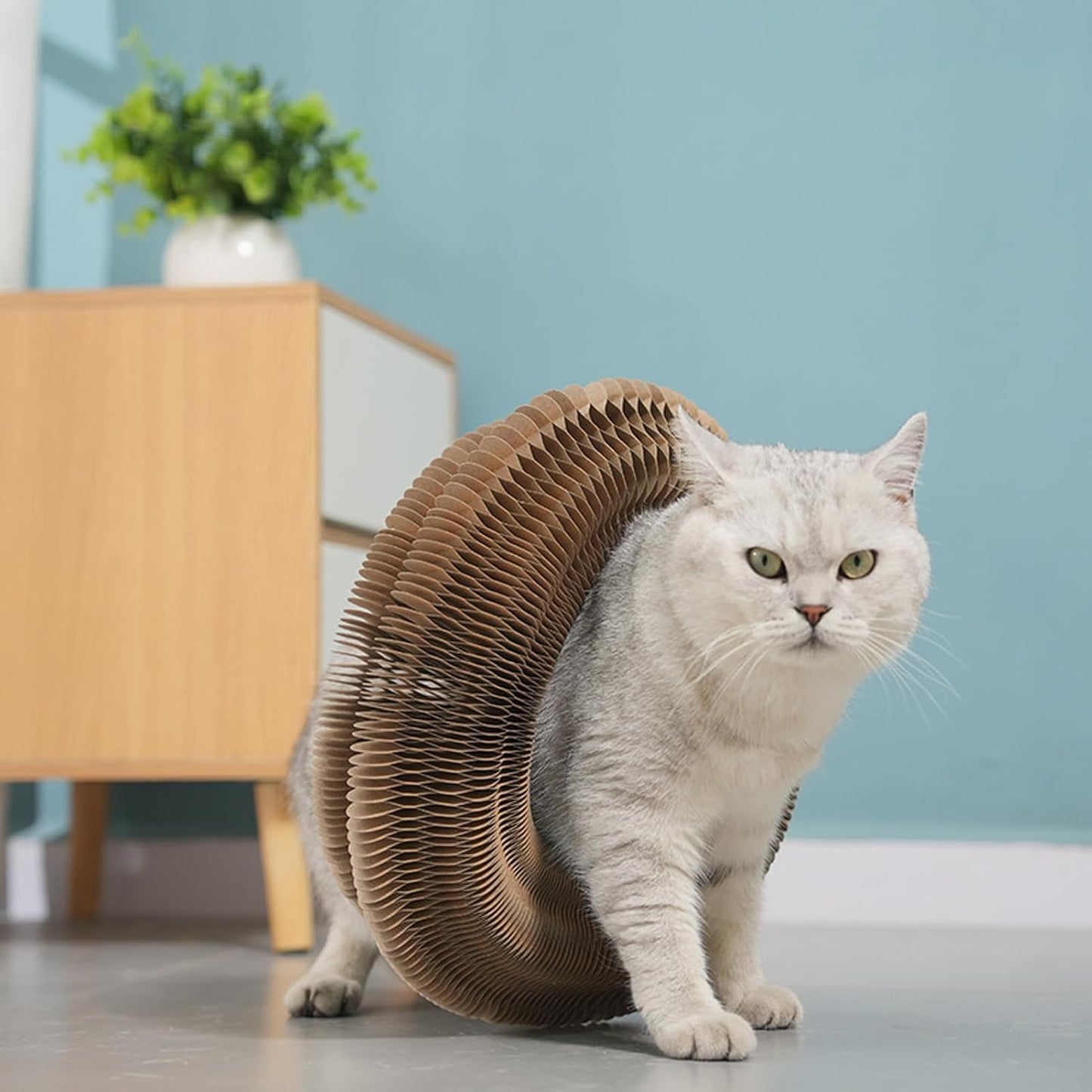 Cocogato 🐱 salva tus muebles de la destrucción⬇︎😲2X1😲⬆︎